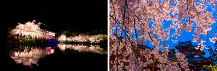 京都「平安神宮 桜音夜（さくらおとよ）～紅しだれコンサート2023～」のメイン画像