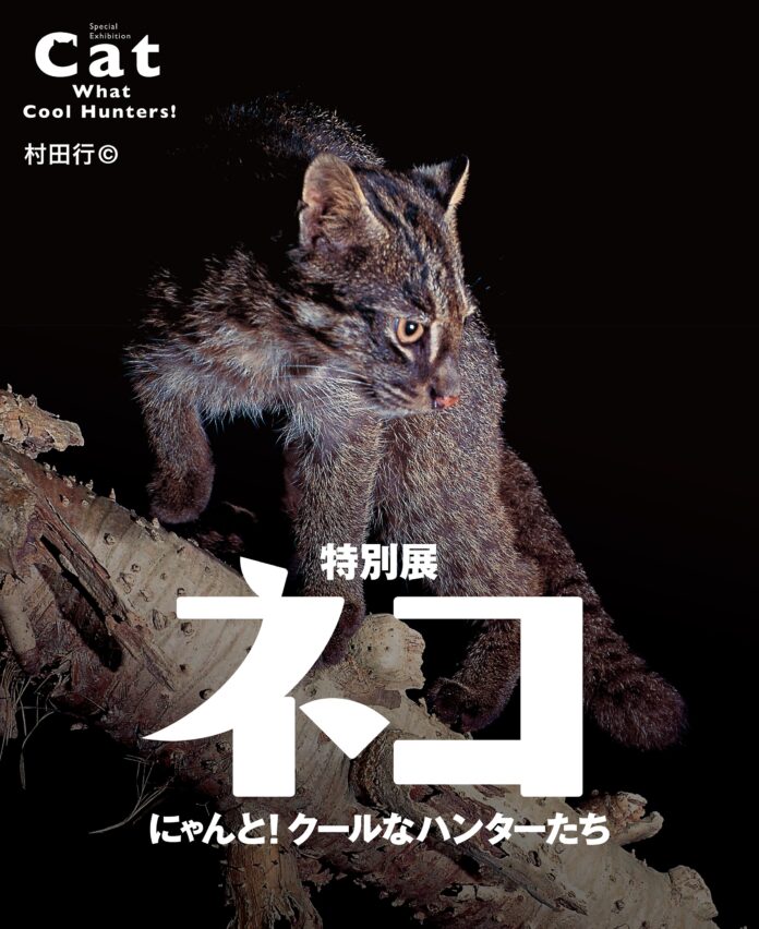 7月15日（土）～ 9月18日（月・祝）名古屋市科学館で開催 特別展「ネコ」～にゃんと！クールなハンターたち～ 5月13日（土）前売券発売！のメイン画像