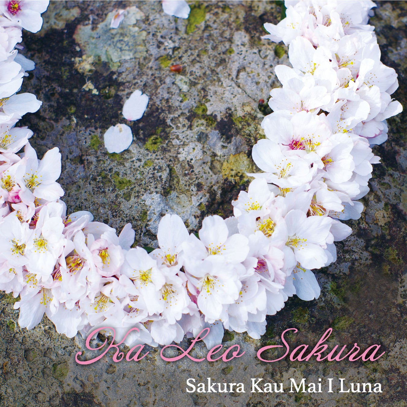 日下貴博率いる新バンド「Ka Leo Sakura」、デビューアルバム「Sakura Kau Mai I Luna」をリリースのサブ画像2