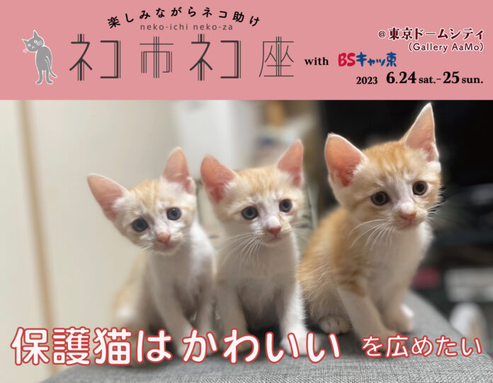 保護猫はかわいい！を広めるイベント「ネコ市ネコ座＠東京ドームシティwith BSキャッ東」豪華なゲストのステージプログラム解禁！猫好きによる保護猫のための日本最大級保護猫イベントは6月24日25日開催のメイン画像