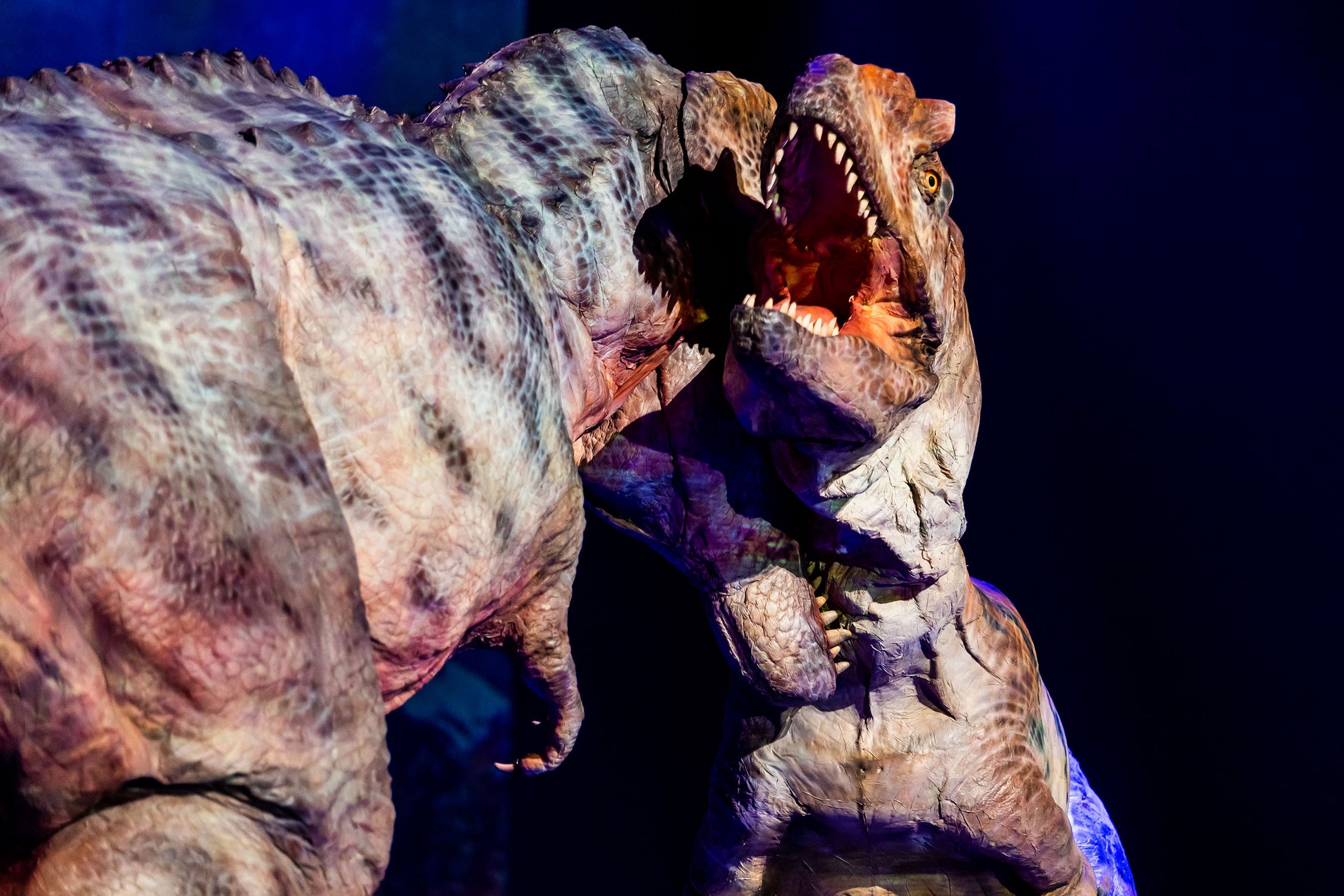 全国41都市にて延べ17万人を動員した大人気ステージ『恐竜ラボ！』　待望の新作が11月3日(金祝)の名古屋から、いよいよ開幕！のサブ画像2_肉食恐竜たちの大迫力のバトル！