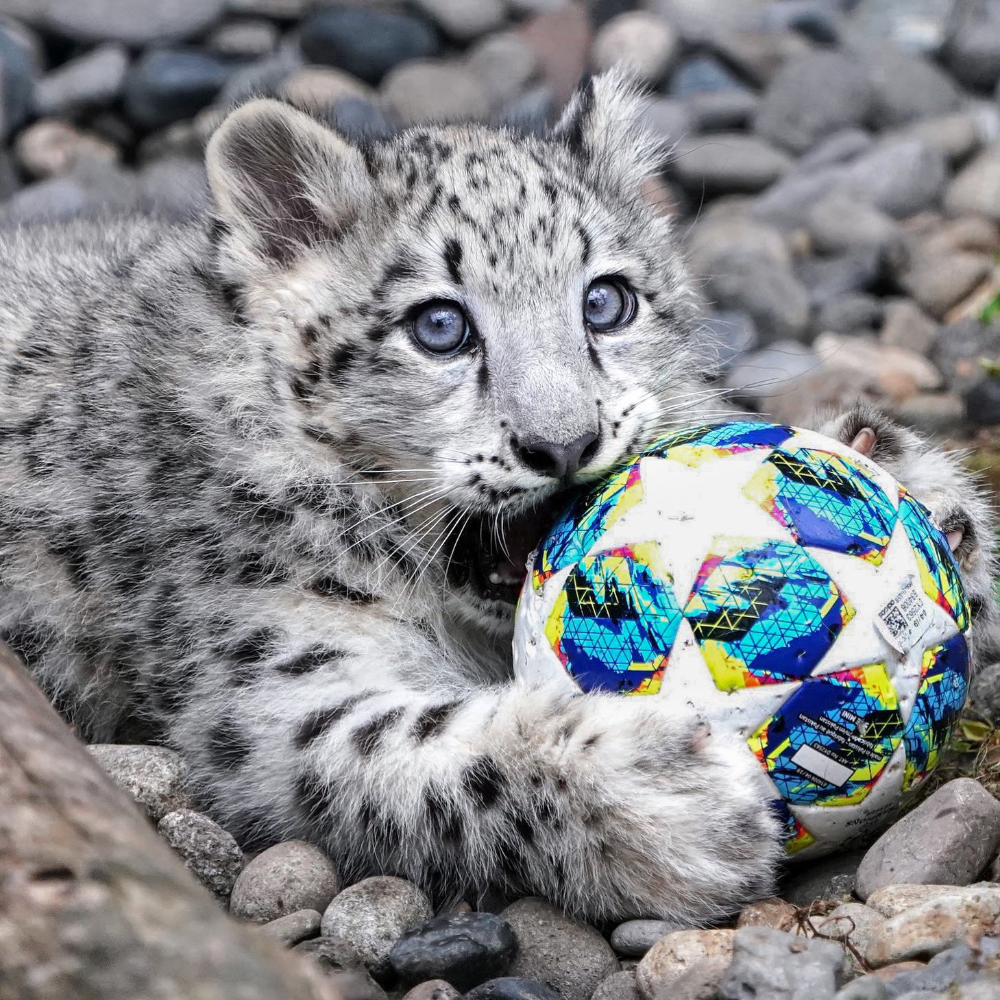 令和ロマン 松井ケムリさん悶絶「百獣の王達が可愛らしい」ネコ科猛獣の写真集『ほぼねこ』が発売5カ月で4度目の重版のサブ画像2_（写真：RIKU／写真集『ほぼねこ』より）