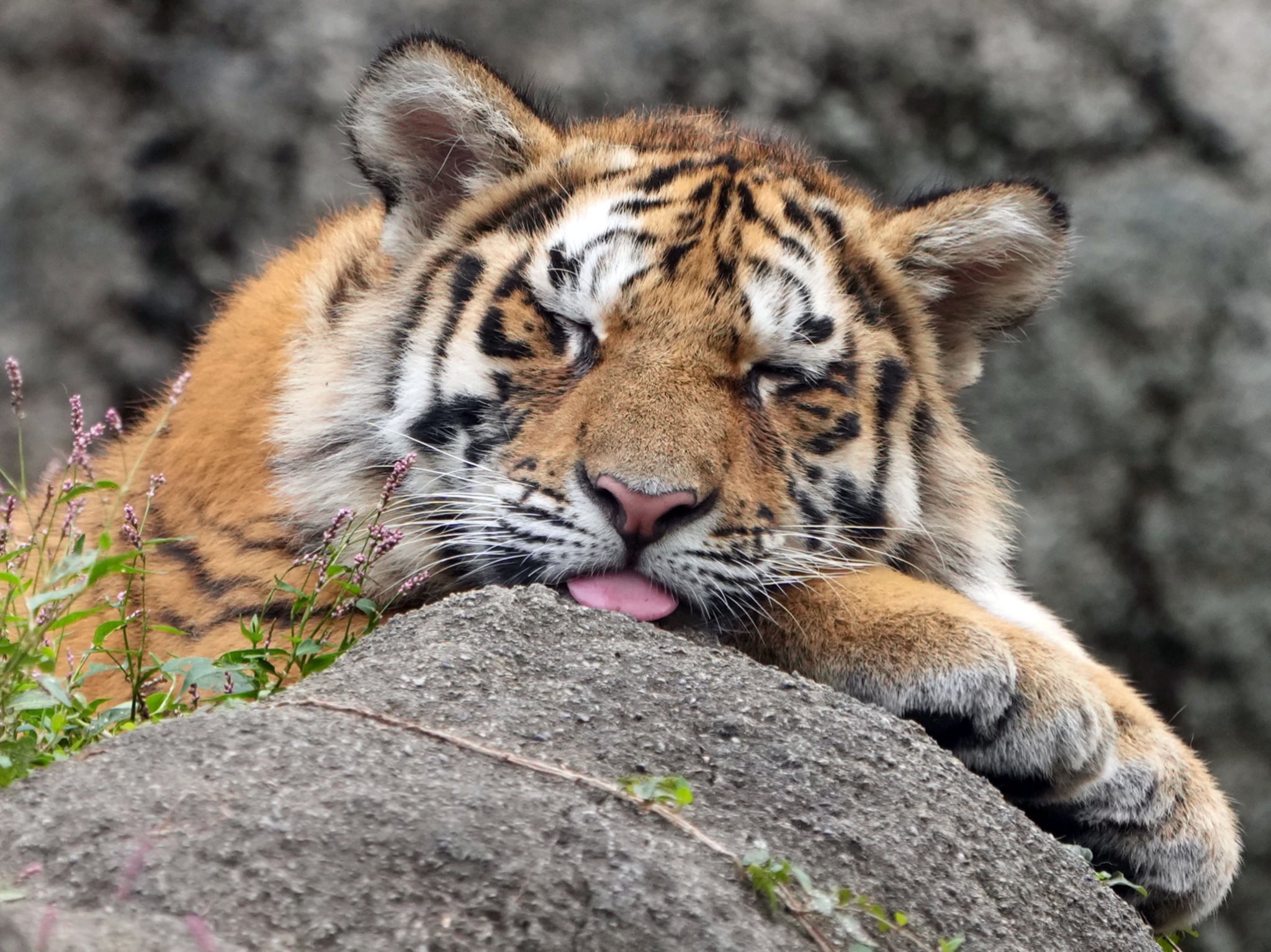 令和ロマン 松井ケムリさん悶絶「百獣の王達が可愛らしい」ネコ科猛獣の写真集『ほぼねこ』が発売5カ月で4度目の重版のサブ画像3_（写真：RIKU／写真集『ほぼねこ』より）